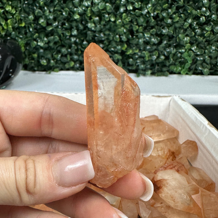 TANGERINE LEMURIA RAW POINTS WHOLESALE