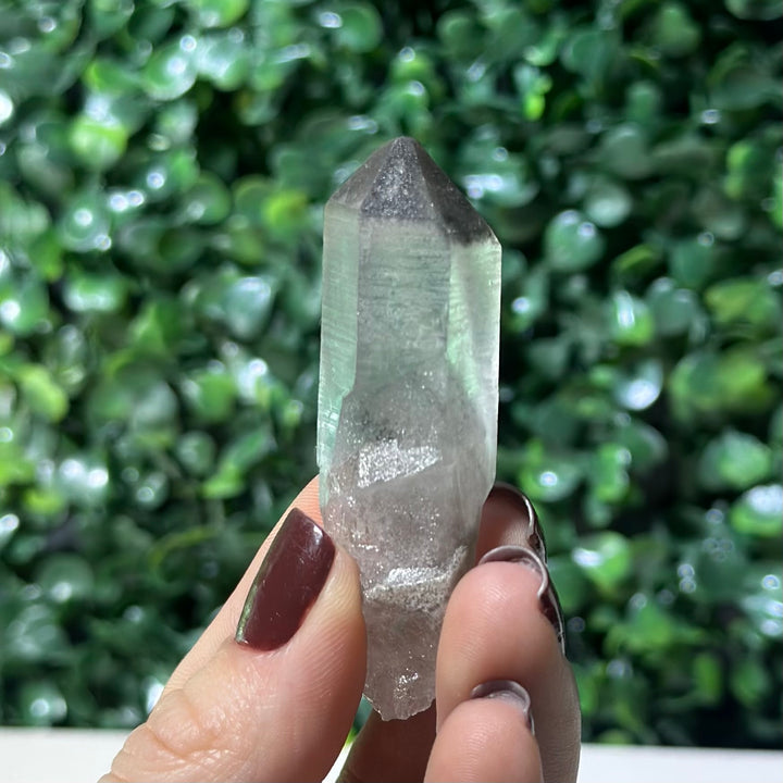 Raw Black Phantom Lemurian Lot