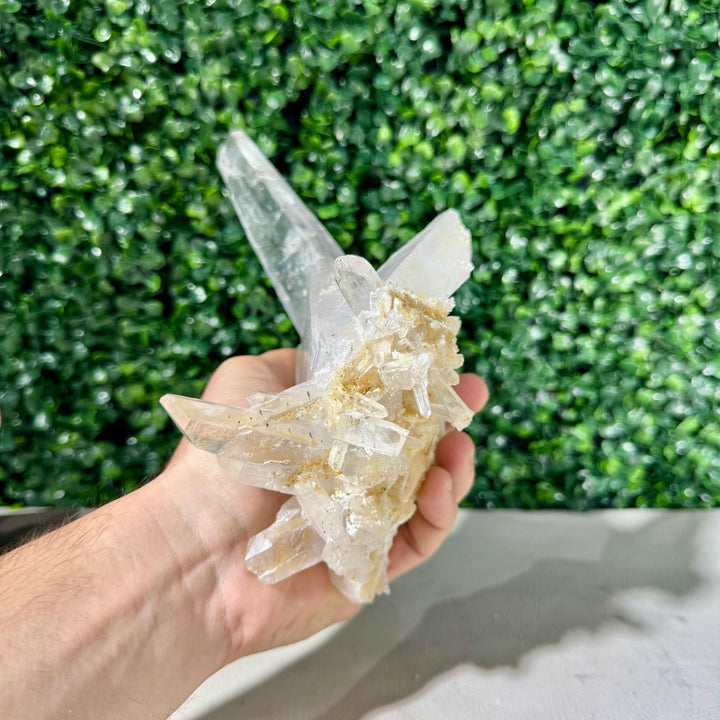 100% Natural Laser Cluster