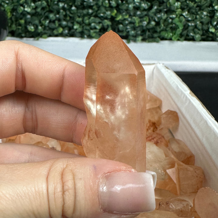 TANGERINE LEMURIA RAW POINTS WHOLESALE