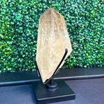Semi Polished Elestial Citrine with Stand Display Piece from Amezoni Crystals, front view