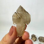 Smoky Quartz Scepter 100% Natural Raw Crystal shown for scale and natural variation